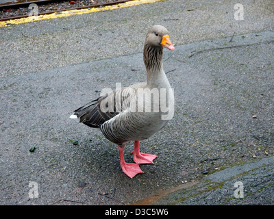 Grey Goose Stock Photo