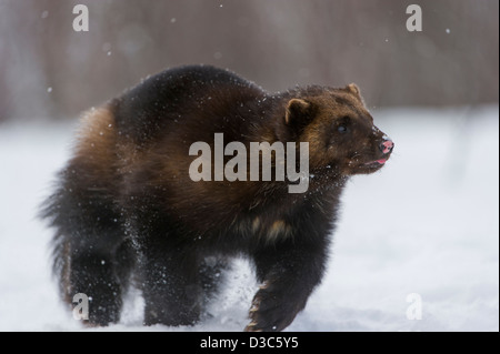 Wolverine (Gulo gulo) in winter, running on snow and under snowfall, controlled conditions, Norway Stock Photo