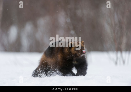 Wolverine (Gulo gulo) in winter, running on snow and under snowfall, controlled conditions, Norway Stock Photo