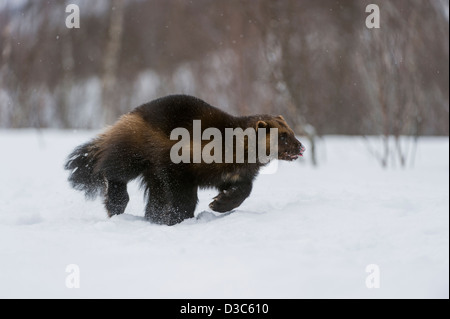 Wolverine (Gulo gulo) in winter, running on snow and under snowfall, controlled conditions, Norway Stock Photo