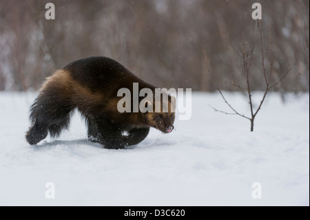 Wolverine (Gulo gulo) in winter, running on snow and under snowfall, controlled conditions, Norway Stock Photo