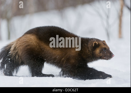 Wolverine (Gulo gulo) in winter, running on snow and under snowfall, controlled conditions, Norway Stock Photo