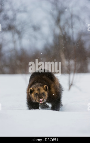 Wolverine (Gulo gulo) in winter, running on snow and under snowfall, controlled conditions, Norway Stock Photo