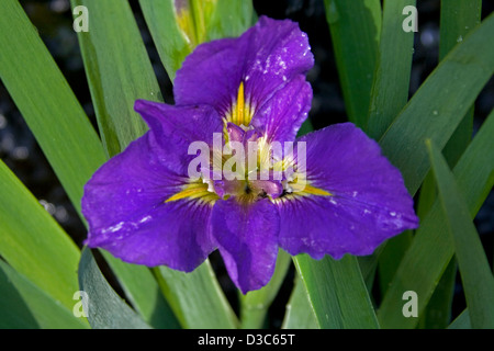 Spectacular deep purple flower with yellow throat - Louisiana iris 'Geisha Eyes' - with blue /green leaves Stock Photo