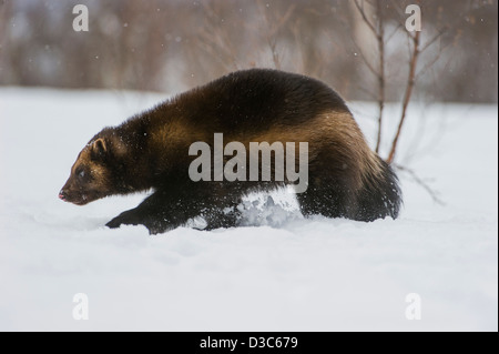 Wolverine (Gulo gulo) in winter, running on snow and under snowfall, controlled conditions, Norway Stock Photo