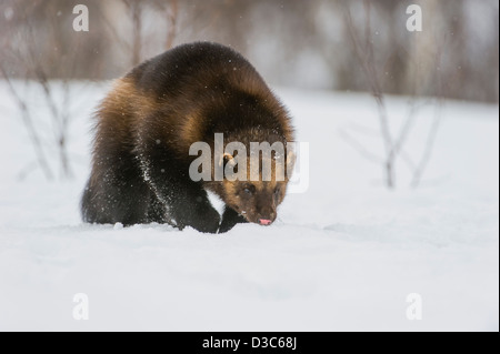 Wolverine (Gulo gulo) in winter, running on snow and under snowfall, controlled conditions, Norway Stock Photo