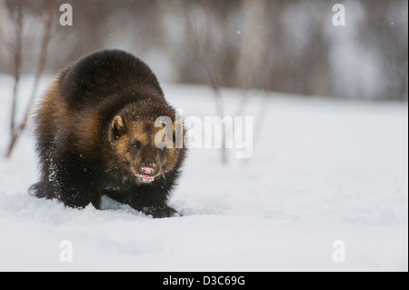 Wolverine (Gulo gulo) in winter, running on snow and under snowfall, controlled conditions, Norway Stock Photo