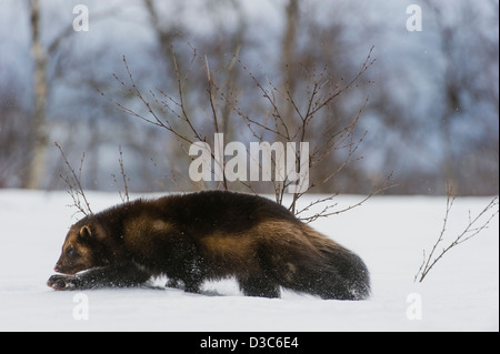 Wolverine (Gulo gulo) in winter, running on snow and under snowfall, controlled conditions, Norway Stock Photo