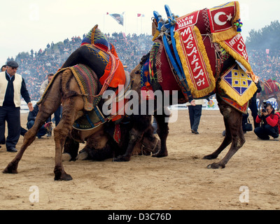 Camels wrestling as crowd watches during Selcuk-Efes Camel Wrestling Festival, Turkey. Stock Photo