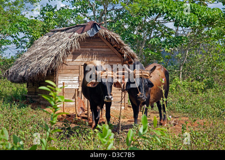 Team of oxen and hut at tobacco plantation in the Viñales Valley / Valle de Viñales, Sierra de los Organos, Pinar del Río, Cuba Stock Photo