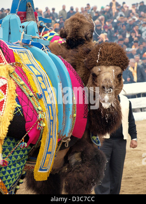 Camels wrestling as crowd watches during Selcuk-Efes Camel Wrestling Festival, Turkey. Stock Photo