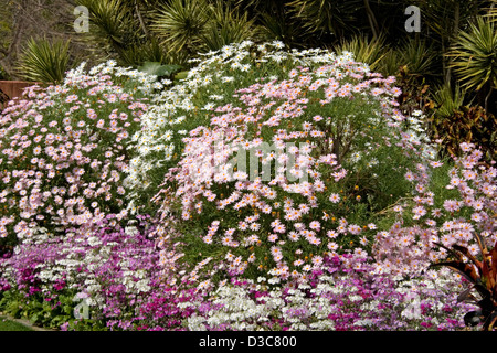 Mounds of pink and white flowers and foliage of Osteospermum daisies in public parklands, Brisbane Australia Stock Photo