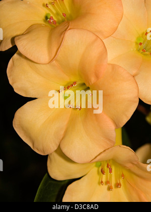 Beautiful apricot orange flowers of tropical Rhododendron vireya hybrid 'Just Peachy' Stock Photo