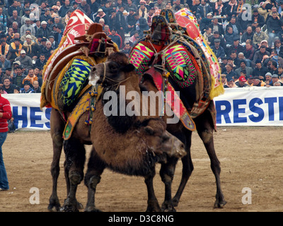 Camels Wrestling As Crowd Watches During Selcuk-Efes Camel Wrestling ...