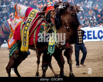 Camels wrestling as crowd watches during Selcuk-Efes Camel Wrestling Festival, Turkey. Stock Photo