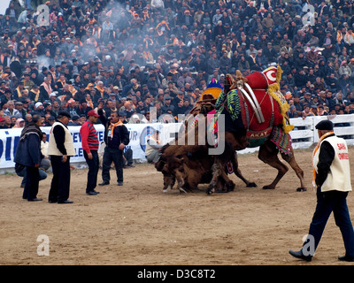 Camels wrestling as crowd watches during Selcuk-Efes Camel Wrestling Festival, Turkey. Stock Photo