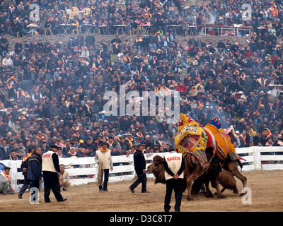 Camels wrestling as crowd watches during Selcuk-Efes Camel Wrestling Festival, Turkey. Stock Photo