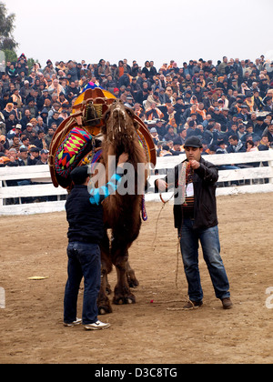 Camels wrestling as crowd watches during Selcuk-Efes Camel Wrestling Festival, Turkey. Stock Photo