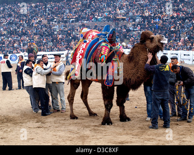 Camels wrestling as crowd watches during Selcuk-Efes Camel Wrestling Festival, Turkey. Stock Photo