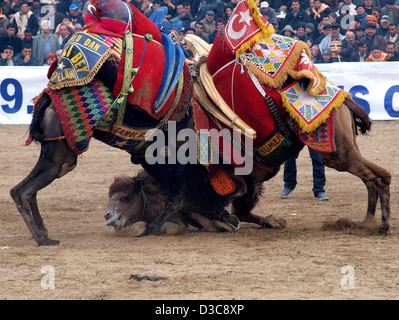 Camels Wrestling As Crowd Watches During Selcuk-Efes Camel Wrestling ...