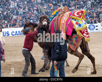 Camels wrestling as crowd watches during Selcuk-Efes Camel Wrestling Festival, Turkey. Stock Photo