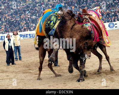 Camels wrestling as crowd watches during Selcuk-Efes Camel Wrestling Festival, Turkey. Stock Photo