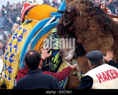 Camels wrestling as crowd watches during Selcuk-Efes Camel Wrestling Festival, Turkey. Stock Photo