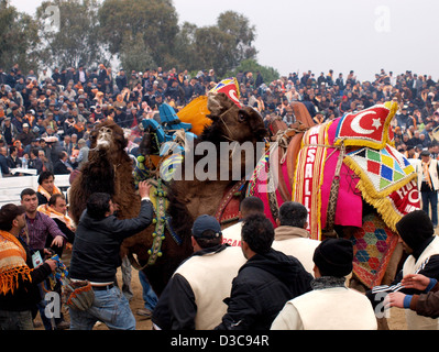 Camels wrestling as crowd watches during Selcuk-Efes Camel Wrestling Festival, Turkey. Stock Photo