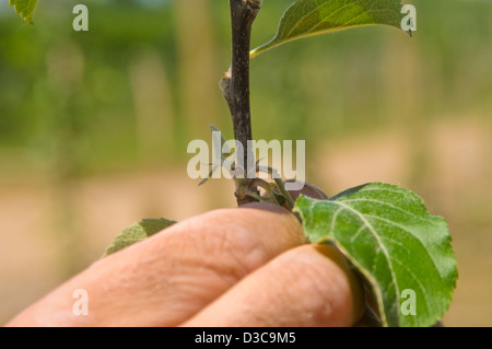 Pruning cut of tall spindle apple trees Stock Photo