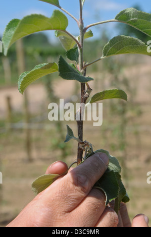 Pruning cut of tall spindle apple trees Stock Photo