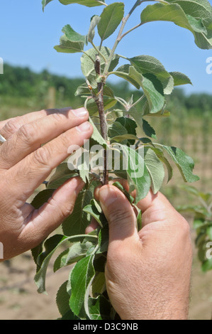 Pruning cut of tall spindle apple trees Stock Photo