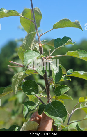 Pruning cut of tall spindle apple trees Stock Photo