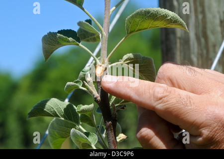 Pruning cut of tall spindle apple trees Stock Photo