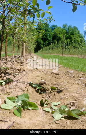 Pruning detritus in row of tall spindle apple trees Stock Photo