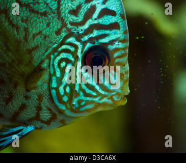 Superb Discus fish portrait (Symphysodon aequifasciatu) Stock Photo
