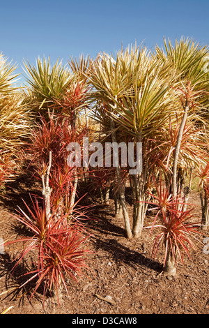 Group of plants - Cordyline 'Colorada' - with bright red and variegated foliage Stock Photo