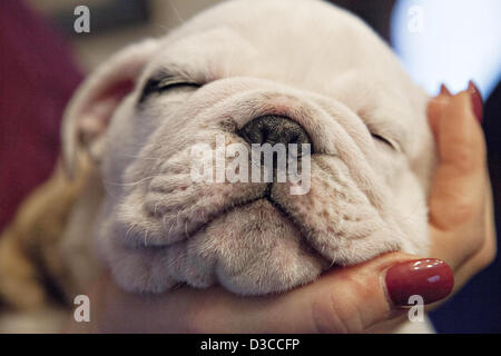 Chesty takes a nap before departing to the Marine Barracks to become the new Marine Corp mascot February 15, 2013 in Washington, DC. Chesty is a 9-week-old pedigree English bulldog and after completing training the young puppy will earn the title Marine and join the service as the official mascot. Stock Photo