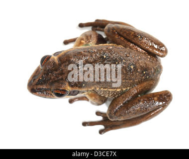 green and golden bell frog photographed in a studio suitable for cut-out Stock Photo