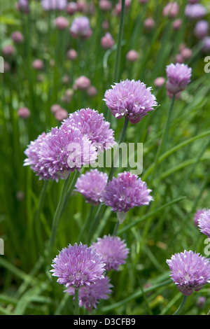 Blossoming chives in a garden Stock Photo