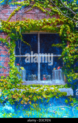 An old vintage shop window surrounded by ivy on a brick wall. Stock Photo