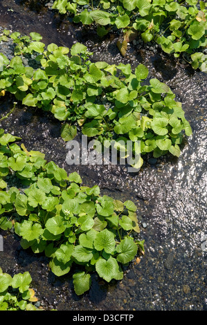 Fresh green leaves of wasabi (Japanese horseradish) plants growing in clear mountain river water at Daio Wasabi Nojo farm, Japan Stock Photo