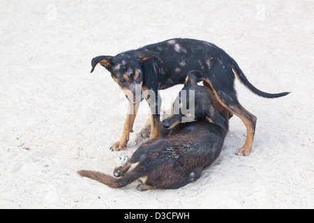 Domestic village 'Bush' Dogs (Canis lupus familiaris). Semi-feral well grown puppies at play. Covered in skin lesions. Stock Photo