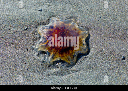 Jellyfish, Bishop Beach, Homer, Alaska, USA Stock Photo