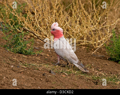 Australian galah, a pink parrot with its crest raised, on the ground among dry grass in the Queensland outback Stock Photo