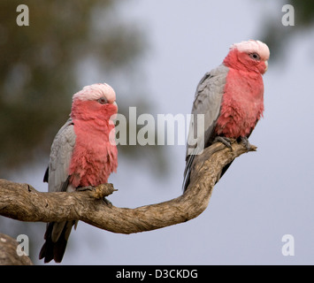 Two galahs, Australian pink parrots, roosting on a branch over the Ward River near Charleville in Queensland , outback Australia Stock Photo