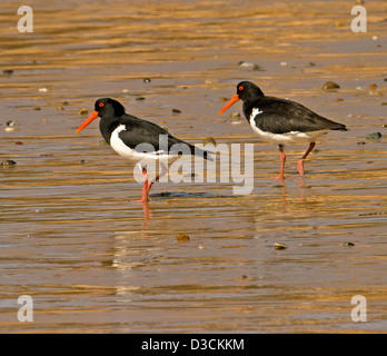Two pied oystercatchers with red bills, legs and eyes wading and reflected in shallow water on an Australian beach Stock Photo