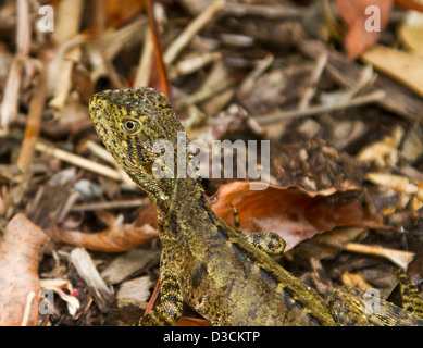 Close up of young eastern water dragon lizard among fallen leaves of native woodlands in the wild in Australia Stock Photo