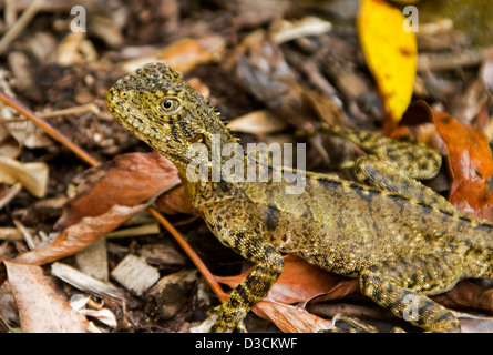 Young eastern water dragon lizard among fallen leaves of native woodlands in the wild in Australia Stock Photo