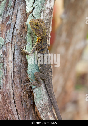 Juvenile eastern water dragon lizard on tree trunk in the wild in Australia Stock Photo