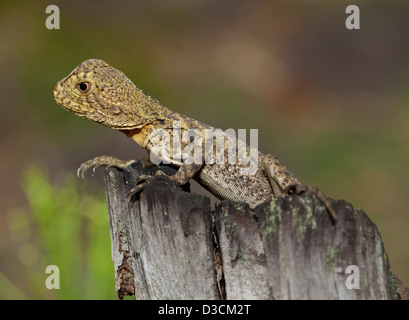 Young Australian eastern water dragon lizard on log in the wild in Australia Stock Photo